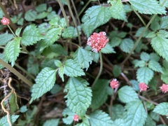 Lecanthus peduncularis