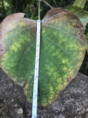 Catalpa bignonioides