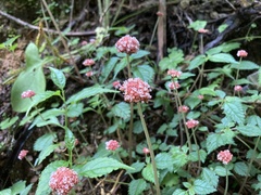 Lecanthus peduncularis