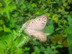 Junonia atlites