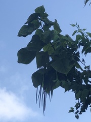 Catalpa bignonioides