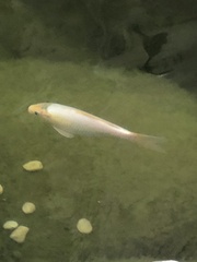 Cyprinus rubrofuscus