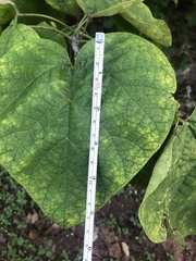 Catalpa bignonioides