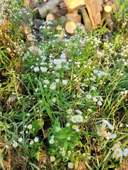 Boltonia asteroides