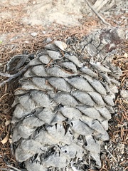 Pseudotsuga macrocarpa