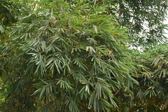 Bambusa vulgaris