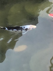 Cyprinus rubrofuscus