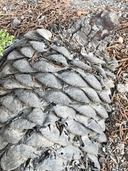 Pseudotsuga macrocarpa