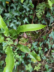 Asplenium scolopendrium scolopendrium