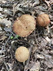 Aureoboletus