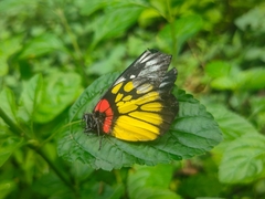 Delias pasithoe