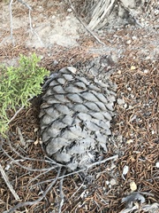 Pseudotsuga macrocarpa