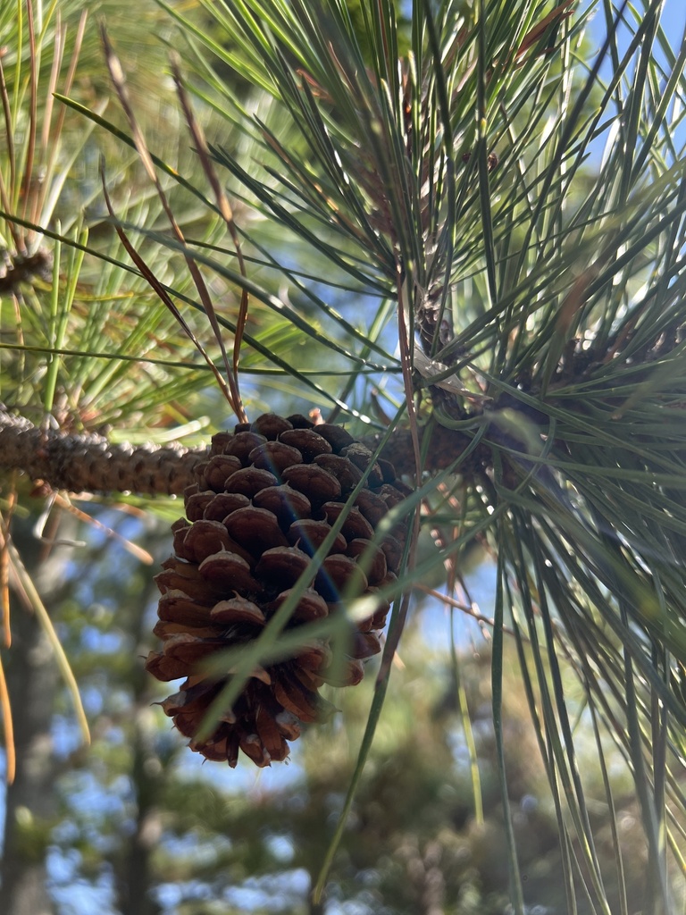 pitch pine in September 2022 by isaac_d · iNaturalist