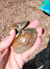 Cambarunio taeniatus