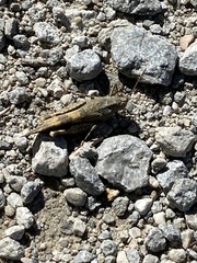 Oedipoda
