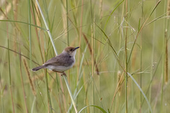Cisticola ruficeps