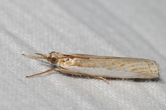 Crambus praefectellus
