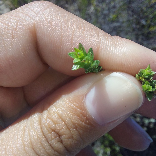 Lemon Buchu (Agathosma glabrata)