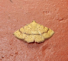 Raparna transversa