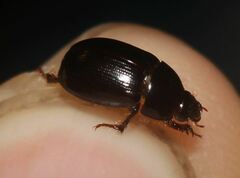 Hybosorus illigeri