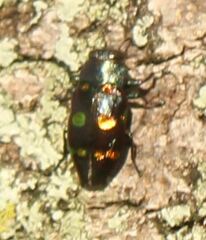 Chrysobothris chrysoela