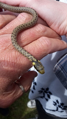 Zamenis longissimus