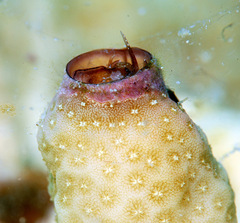 Petaloconchus keenae