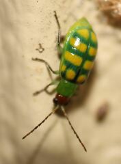 Diabrotica balteata