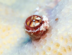 Petaloconchus keenae