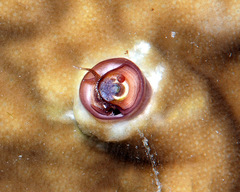 Petaloconchus keenae