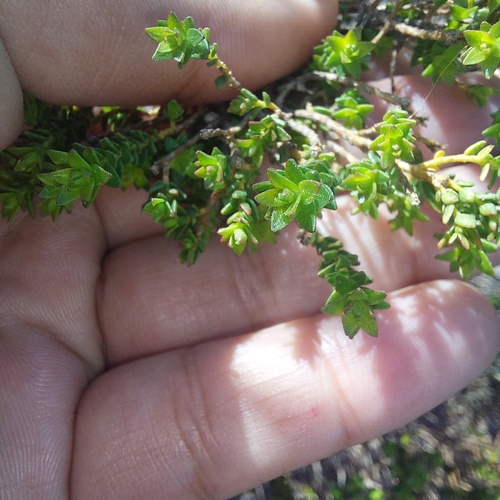 Agathosma glabrata, photograph 5