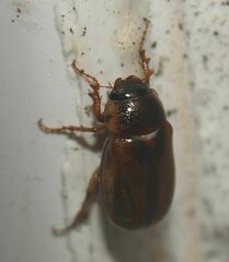 Phyllophaga bruneri