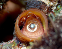 Petaloconchus keenae