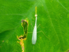 Leptomantella ceylonica