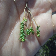 Agathosma glabrata, photograph (c) sharndreheuvel, some rights reserved (CC BY-SA)