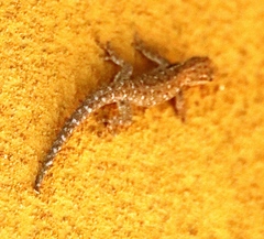 Lygodactylus chobiensis