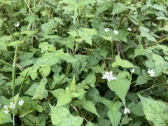 Persicaria biconvexa