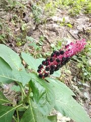 Phytolacca acinosa