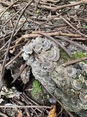 Trametes
