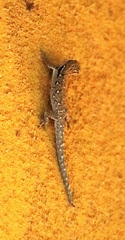 Lygodactylus chobiensis