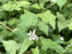 Persicaria biconvexa