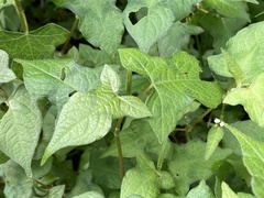 Persicaria biconvexa