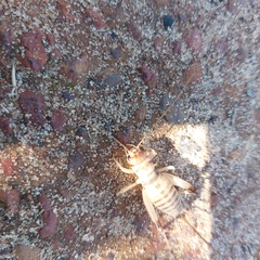 Gryllodes sigillatus