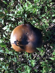 Chalciporus