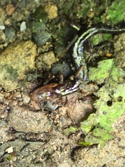 Desmognathus imitator