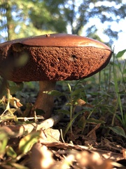 Chalciporus