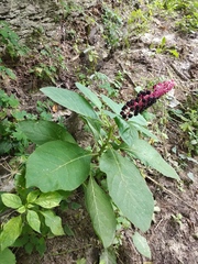 Phytolacca acinosa