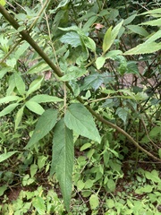 Eupatorium formosanum