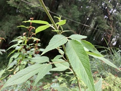 Eupatorium formosanum