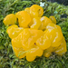 Tremella - Photo (c) wanderflechten, some rights reserved (CC BY-NC-ND)